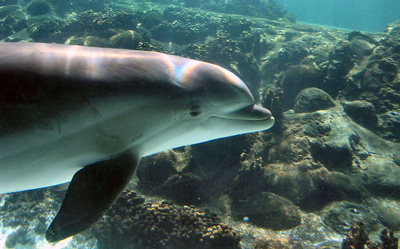 Dolphin swim
